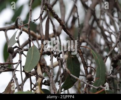 Red Stringybark (Eucalyptus macrorhyncha), Plantae, Heathmont VIC 3135, Australien Stockfoto