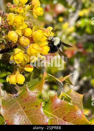 Gelbe Hummel (Bombus vosnesenskii), Insecta, Salinas, CA, USA, Bumble Bee war auf der Suche nach kalifornischen Barbeerblüten. Link zu Berberis pinnata Beobachtung https://www.inaturalist.org/observations/152085678 Gelber Streifen oben auf dem Bauch scheint sich nicht um die Unterseite zu bewegen. Gelbe Hummel (Bombus vosnesenskii) ca. Länge, 16 mm. Der gelbe Bauchstreifen setzt sich bei dieser Spezies NICHT um die Unterseite herum fort. „Es gibt eine sehr ähnliche Art, Bombus caliginosus, die eine Reihe hat, die sich mit der Gelbsichthummel (B. vosnesenskii) überschneidet. Der einfachste Weg, es zu sagen Stockfoto