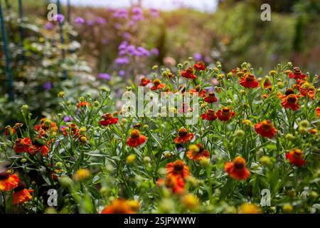 Nahaufnahme von orangefarbenen Heleniumblüten, die im Sommergarten mit Purpleverbena bonariensis auf dem Hintergrund blühen. Stockfoto