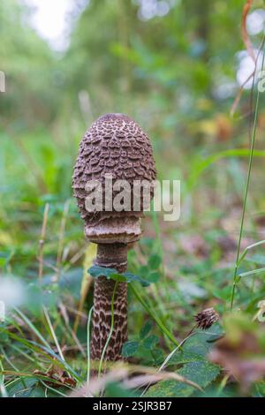 Junge Sonnenschirmpilze (Macrolepiota procera) in einem Wald Stockfoto