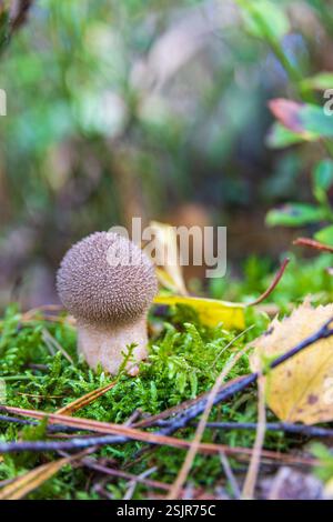 Gemeinsamer Puffball, Lycoperdon perlatum Stockfoto