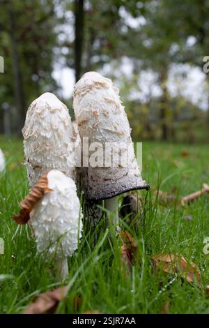 Shaggy Farbkappen (Coprinus Comatus) Stockfoto