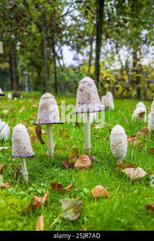 Shaggy Farbkappen (Coprinus Comatus) Stockfoto