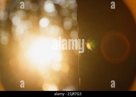 Frühlingstal, Glücksburg, Hintergrundlicht im Wald mit Unschärfe Stockfoto