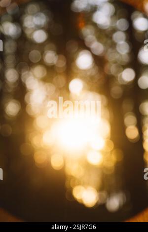 Frühlingstal, Glücksburg, Hintergrundlicht im Wald mit Unschärfe Stockfoto