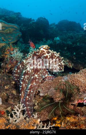Tag Octopus, Octopus cyanea, vergessene Inseln, Indonesien Stockfoto
