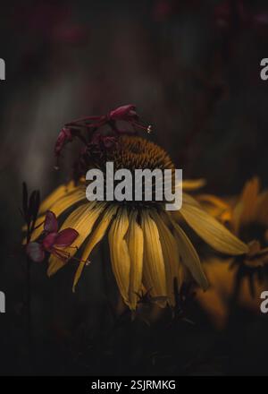 Gelbe Konflower oder seltsame Konflower mit kleinen, rosa Blüten, Makroaufnahme im Blumengarten Stockfoto