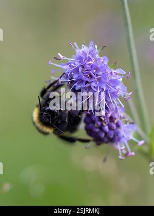 Hummel sammelt Pollen auf einer Lavendelblume, Makroaufnahme auf einer Wiese Stockfoto