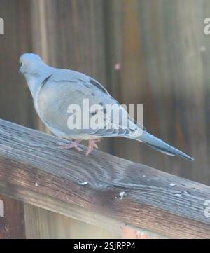 Trauertaube (Zenaida macroura), Aves, Country Park Rd, Salinas, CA, WIR, die Trauertauben, paaren sich. Link zu Trauertaube Federbeobachtung: https://www.inaturalist.org/observations/187840760 Trauertaube (Zenaida macroura) es hat einen blauen Augenring und blaue Augenlider, rosa Füße, Trimmkörper, bis zu 30 cm lang. Das Schweif verjüngt sich zu einem Punkt. Weit verbreitet und verbreitet in einem Großteil Nordamerikas, von Südkanada bis Panama, einschließlich der Karibik. Sie finden sich in einer Vielzahl von Lebensräumen, von landwirtschaftlichen Feldern bis hin zu leicht bewaldeten Gebieten. Liebt Vororte, wo es oft an Telefonleitungen A sitzt Stockfoto