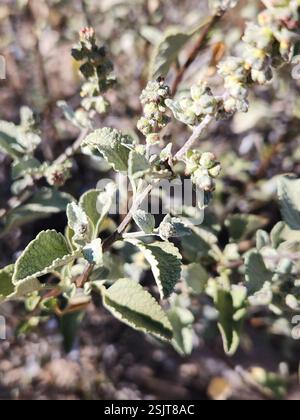 San Diego Bursage (Ambrosia chenopodiifolia), Plantae, Ensenada, MX-BN, MX Stockfoto