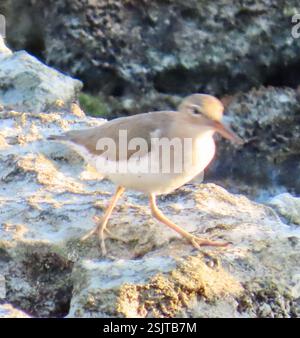 Gefleckte Sandpiper (Actitis macularius), Aves, Matanzas, CU, Sandpiper, die sich schnell entlang der Küste bewegen, um Krebstiere und andere wirbellose Tiere zu suchen und zu essen. Gefleckter Sandpiper (Actitis macularius) 19 cm (7,5 Zoll) lang mit einer weißen Linie über und unter dem Auge. Das Gehäuse ist oben braun und unten weiß mit schwarzen Flecken. Diese Flecken variieren im Laufe des Lebens von gefleckten Sandpipern in ihrem Ausmaß, wobei sie vor allem während der Brutsaison verbreitet sind. Nichtzuchtvögel haben keine Fleckenunterteile. Erwachsene haben kurze gelbliche Beine und einen rosafarbenen Schnabel mit dunkler Spitze. Diät besteht aus Stockfoto