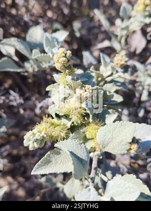 San Diego Bursage (Ambrosia chenopodiifolia), Plantae, Ensenada, MX-BN, MX Stockfoto