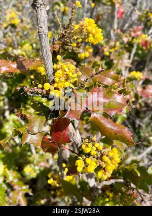 Gelbe Hummel (Bombus vosnesenskii), Insecta, Salinas, CA, USA, Bumble Bee war auf der Suche nach kalifornischen Barbeerblüten. Link zu Berberis pinnata Beobachtung https://www.inaturalist.org/observations/152085678 Gelber Streifen oben auf dem Bauch scheint sich nicht um die Unterseite zu bewegen. Gelbe Hummel (Bombus vosnesenskii) ca. Länge, 16 mm. Der gelbe Bauchstreifen setzt sich bei dieser Spezies NICHT um die Unterseite herum fort. „Es gibt eine sehr ähnliche Art, Bombus caliginosus, die eine Reihe hat, die sich mit der Gelbsichthummel (B. vosnesenskii) überschneidet. Der einfachste Weg, es zu sagen Stockfoto