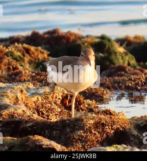 Gefleckte Sandpiper (Actitis macularius), Aves, Matanzas, CU, Sandpiper, die sich schnell entlang der Küste bewegen, um Krebstiere und andere wirbellose Tiere zu suchen und zu essen. Gefleckter Sandpiper (Actitis macularius) 19 cm (7,5 Zoll) lang mit einer weißen Linie über und unter dem Auge. Das Gehäuse ist oben braun und unten weiß mit schwarzen Flecken. Diese Flecken variieren im Laufe des Lebens von gefleckten Sandpipern in ihrem Ausmaß, wobei sie vor allem während der Brutsaison verbreitet sind. Nichtzuchtvögel haben keine Fleckenunterteile. Erwachsene haben kurze gelbliche Beine und einen rosafarbenen Schnabel mit dunkler Spitze. Diät besteht aus Stockfoto