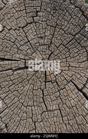 Rissmuster Aus Natürlichem Holz Stockfoto