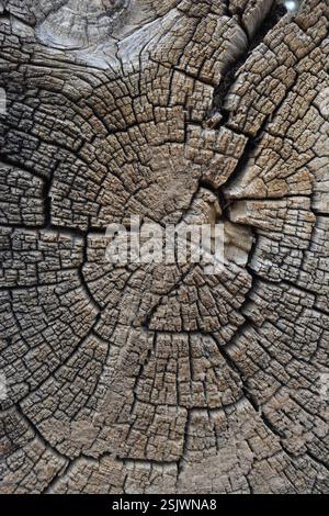 Rissmuster Aus Natürlichem Holz Stockfoto