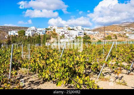 Weinberge in ländlicher Landwirtschaft des Dorfes Katapola, Insel Amorgos, Kykladen, Griechenland Stockfoto