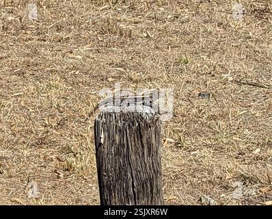 Jacky Dragon (Amphibolurus muricatus), Reptilia, Greenvale VIC 3059, Australien Stockfoto