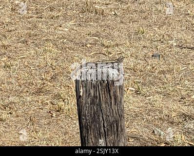 Jacky Dragon (Amphibolurus muricatus), Reptilia, Greenvale VIC 3059, Australien Stockfoto