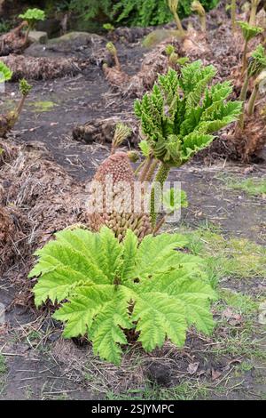 Gunnera tinctoria (auch Gunnera chilensis), bekannt als Riesenrhabarber, chilenischer Rhabarber oder Nalca, wächst im April in den Valley Gardens, Harrogate, Großbritannien Stockfoto