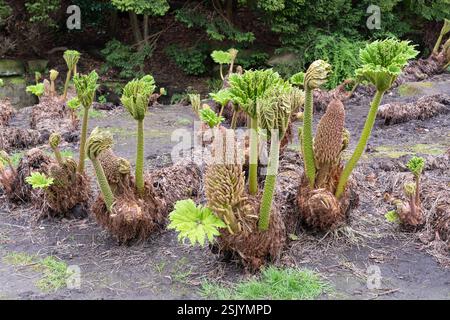 Gunnera tinctoria (auch Gunnera chilensis), bekannt als Riesenrhabarber, chilenischer Rhabarber oder Nalca, wächst im April in den Valley Gardens, Harrogate, Großbritannien Stockfoto