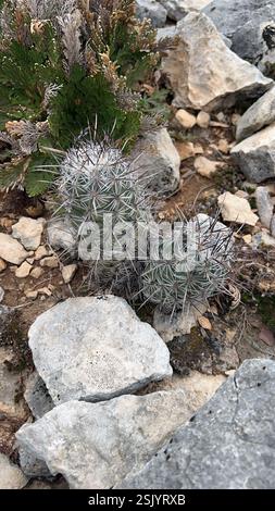 Kugelkakteen, Mondscheinkakteen, Fackelkakteen und Verbündete (Cactoideae), Plantae, Del Rio Stockfoto