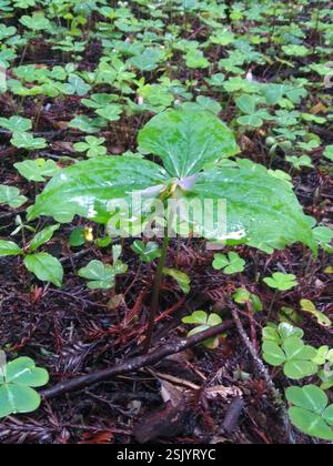 Pacific Trillium (Trillium ovatum), Plantae, Armstrong Redwoods State Reserve, Sonoma County, US-CA, USA Stockfoto