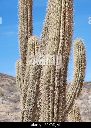 Kugelkakteen, Mondscheinkakteen, Fackelkakteen und Verbündete (Cactoideae), Plantae, los Cabos, MX-BS, MX Stockfoto