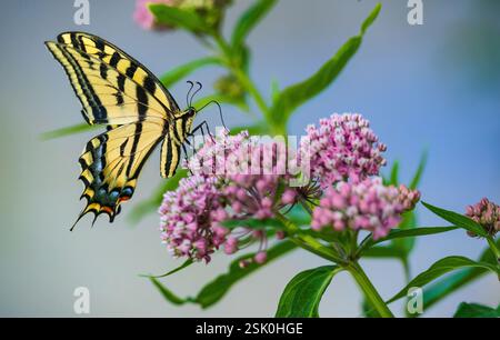Porträt eines Schwalbenschwanz-Schmetterlings, der auf Sumpfmilchweed-Blumen am See sitzt. Nahansicht. Stockfoto
