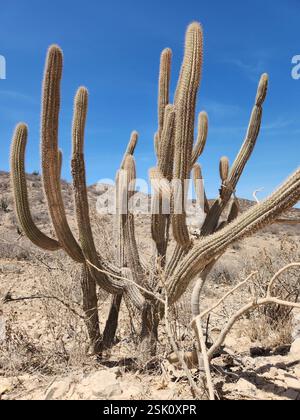 Kugelkakteen, Mondscheinkakteen, Fackelkakteen und Verbündete (Cactoideae), Plantae, los Cabos, MX-BS, MX Stockfoto