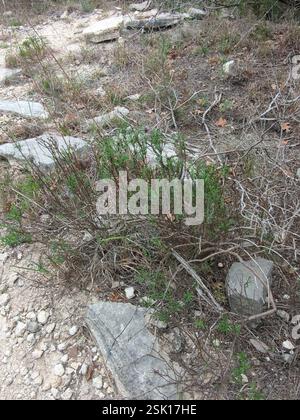 Damianita (Chrysactinia mexicana), Plantae, Leander, TX 78645, USA Stockfoto