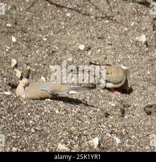 Trauertaube (Zenaida macroura), Aves, Country Park Rd, Salinas, CA, WIR, die Trauertauben, paaren sich. Link zu Trauertaube Federbeobachtung: https://www.inaturalist.org/observations/187840760 Trauertaube (Zenaida macroura) es hat einen blauen Augenring und blaue Augenlider, rosa Füße, Trimmkörper, bis zu 30 cm lang. Das Schweif verjüngt sich zu einem Punkt. Weit verbreitet und verbreitet in einem Großteil Nordamerikas, von Südkanada bis Panama, einschließlich der Karibik. Sie finden sich in einer Vielzahl von Lebensräumen, von landwirtschaftlichen Feldern bis hin zu leicht bewaldeten Gebieten. Liebt Vororte, wo es oft an Telefonleitungen A sitzt Stockfoto