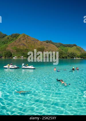 Lagune in Moorea mit Riffhaien und Stachelrochen Stockfoto