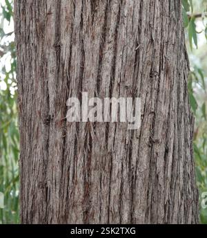 Red Stringybark (Eucalyptus macrorhyncha), Plantae, Heathmont VIC 3135, Australien Stockfoto