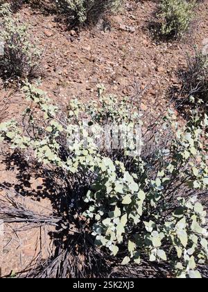 San Diego Bursage (Ambrosia chenopodiifolia), Plantae, Ensenada, MX-BN, MX Stockfoto