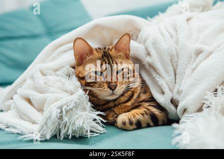 Die bengalische Katze liegt drinnen unter der weißen Wutdecke Stockfoto