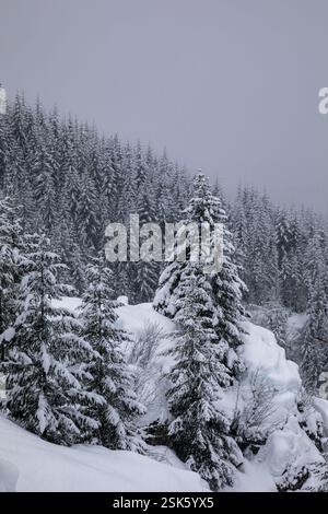 WA28117-00...WASHINGTON - schneebedeckte Bäume an einem verschneiten Tag entlang der Skiroute auf den Amabilis Mountain im Okanogan-Wenatchee National Forest. Stockfoto