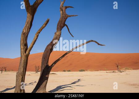 Deadvlei in Namibia hat viele 600-700 Jahre alte Skelettbäume im Kontrast zu weißen Salzpfannen und roten Sanddünen Stockfoto