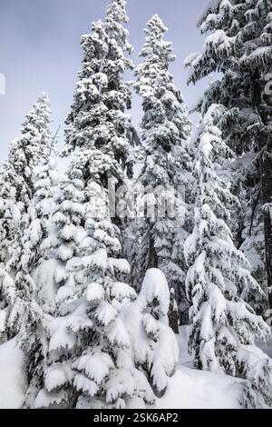 WA28141-00...WASHINGTON - Tannen mit Schnee auf dem Amabilis Mountain im Wenatchee-Okanogan National Forest. Stockfoto