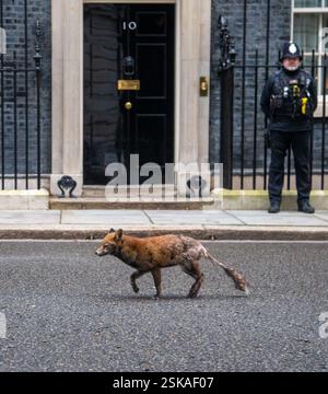 London, England, Großbritannien. Februar 2025. An der Downing Street 10 ist ein Fuchs zu sehen. (Kreditbild: © Tayfun Salci/ZUMA Press Wire) NUR REDAKTIONELLE VERWENDUNG! Nicht für kommerzielle ZWECKE! Stockfoto