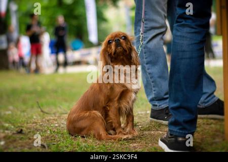 Cavalier King Charles Spaniel sitzt stolz bei seinem Besitzer im Park Stockfoto
