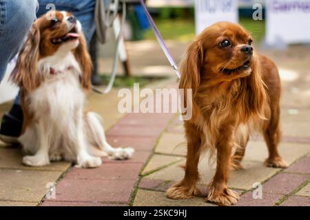 Ein Paar Cavalier King Charles Spaniel Hunde - Ruby und Blenheim hinten Stockfoto