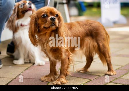 Ruby Cavalier König Charles Spaniel Stockfoto