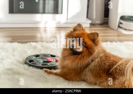 Pommersche Spitze liegt auf einem weißen Teppich. Auf dem weißen Teppich neben dem Hund befindet sich ein Spielzeug. Trainingsspiel für Hunde. Stockfoto