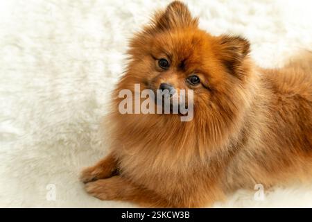 Ein brauner Pommerscher Hund liegt auf einem weißen Teppich. Der Hund hat einen flauschigen Mantel und schaut in die Kamera. Stockfoto