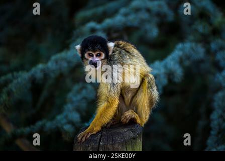 Der schwarze Eichhörnchenaffe sitzt auf einer Stange. Stockfoto