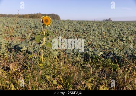 Eine einsame Sonnenblume auf einem Feld mit anderen landwirtschaftlichen Pflanzen, ein Feld, auf dem Sonnenblumen wachsen Stockfoto