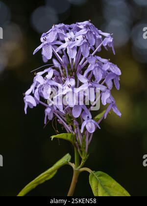 Vertikale Nahaufnahme der hell violetten Fliederblüten von Pseuderanthemum grandiflorum aka blaue Dämmerpflanze isoliert draußen auf dunklem Hintergrund Stockfoto