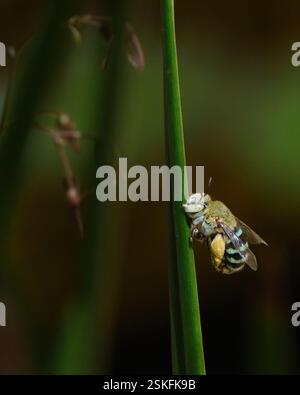Blue-Bands Bee Stockfoto