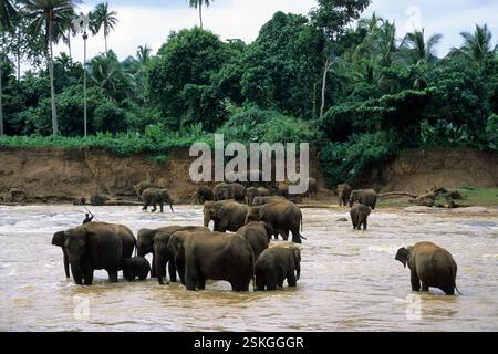 Asiatische Elefanten, die im Maha Oya Fluss im Pinnewala Elefantenwaisenhaus im Dorf Pinnawala in der Provinz Sabaragamuwa in Sri Lanka baden. Archivbild, das 2001 aufgenommen wurde Stockfoto
